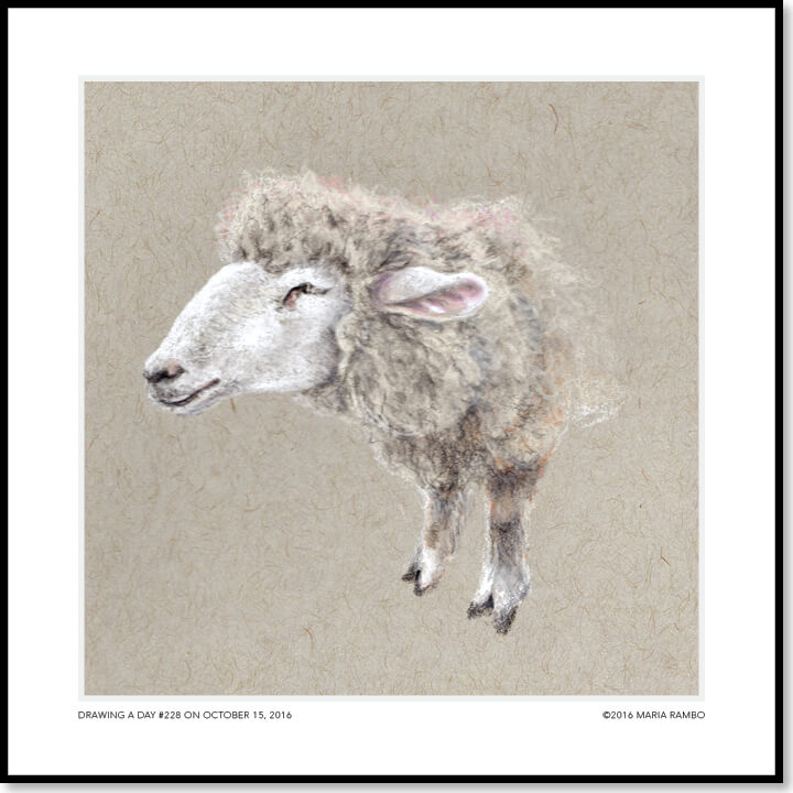 Woolly Sheep (First Edition) – Rambillo Marketplace