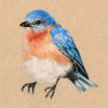 Eastern Bluebird
