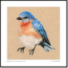 Eastern Bluebird - Image 4