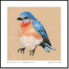 Eastern Bluebird - Image 5