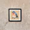 Eastern Bluebird - Image 2