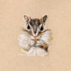 Chipmunk (First Edition)