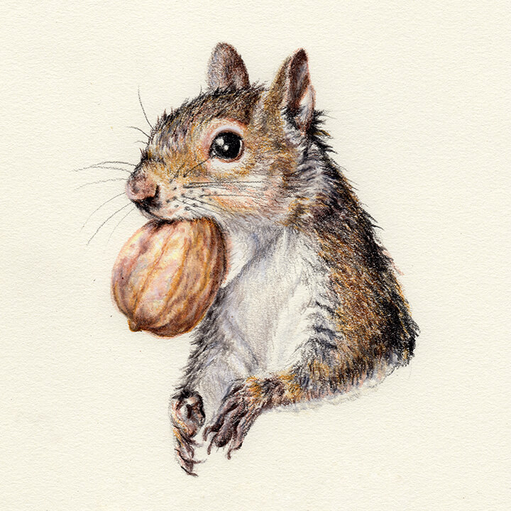 squirrel drawing