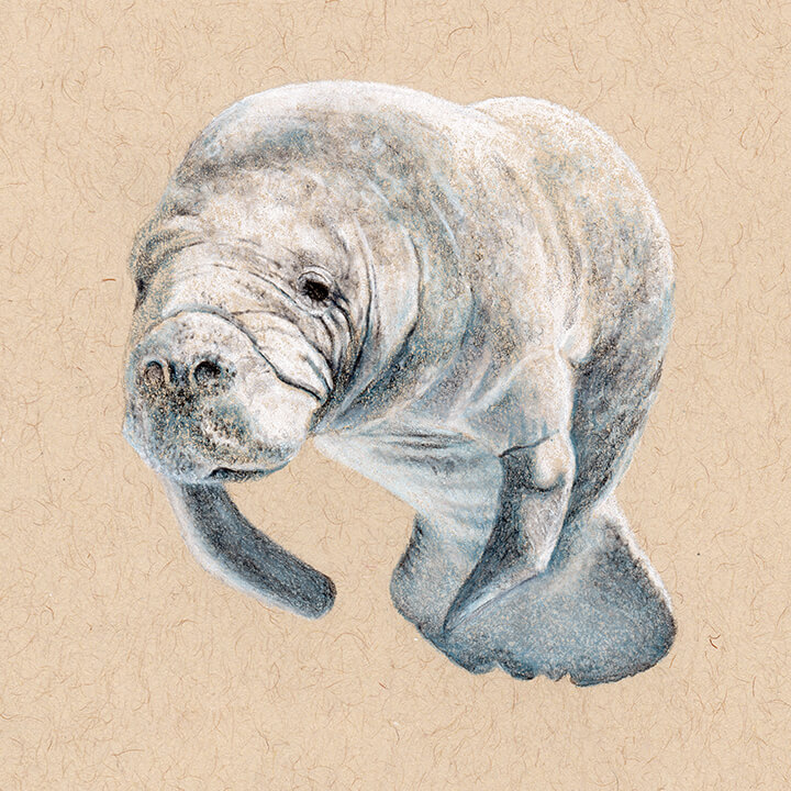 Manatee Drawing Draw It Manatee Small Online Class For
