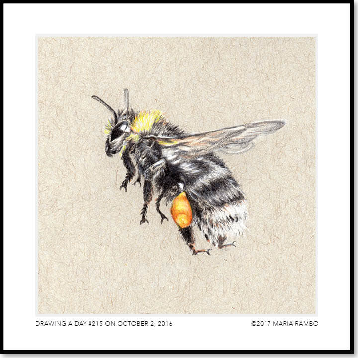 Image result for honeybee on flight