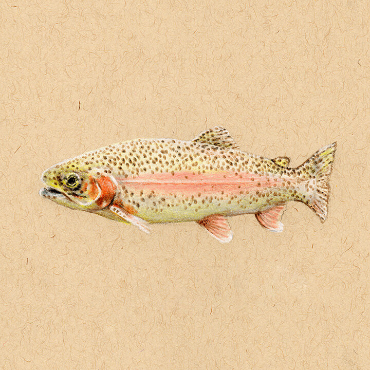 Rainbow Trout (First Edition)